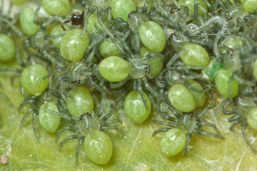 Micrommata ligurina con ovisacco - Malta